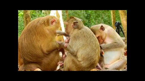 Pretty Mama Amber and friends discuss her to take care of the baby #bbmonkeys