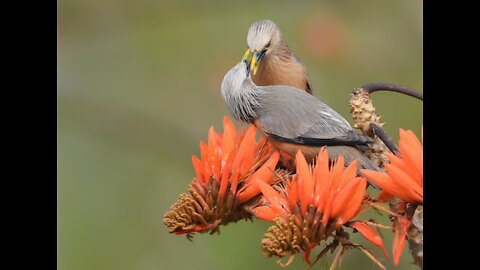 Crazy funny Birds !!