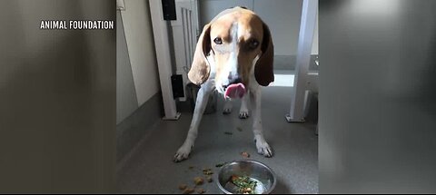 Shelter dogs enjoy Thanksgiving