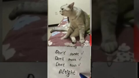 Cute funny cat's sounds matches to real words