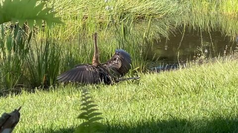 Anhinga Dries Wings By Little Blue Heron In Paradise (Widescreen)