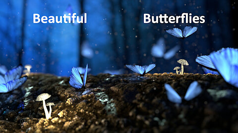 Beautiful Butterfly & Nature