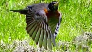 IECV NV #364 - 👀 American Robin 🐦In The Neighbor's Tree 🌲5-28-2017