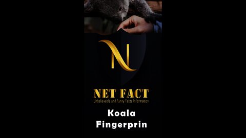 Unbelievable Facts That Are Actually True | Koala fingerprints are similar to humans | #Shorts