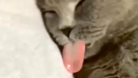 Try NOT to Laugh! 😹 This Cat Has #MichaelJordan-Level Tongue Game 👅 (#199) #Clips