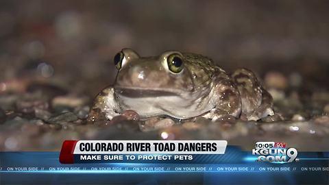 Monsoon brings desert dwellers to town, including toxic Colorado River Toads