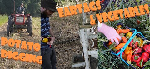 Capra Homestead Season 3 ep 6: Potato harvest, Goat Eartaggs & Vegetables