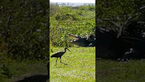 Hike with Gators? Jurassic Park in Florida! #shorts #florida