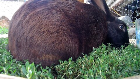 Chief the rabbit showing off his auburn fur