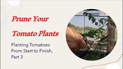 Planting Tomatoes From Start to Finish, Part 3, Pruning