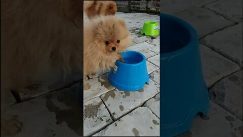 #shorts Смешные Собаки Из Тик Тока 70 Funny Dogs From Tiktok