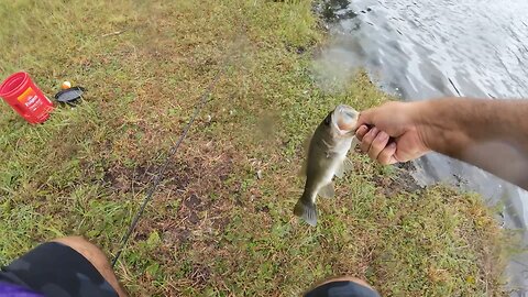 Rainy Day Fishing: Catching Bass & Bluegill