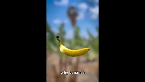 Why Bananas Are Curved