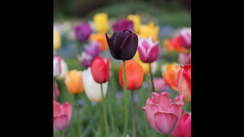 Growing tulips from bulbs in only 90 days