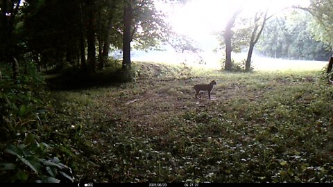 Southern Indiana Trail Cam