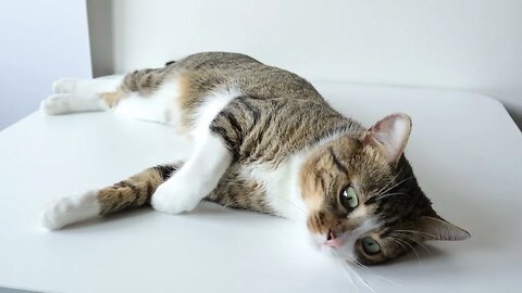 Sweet Cat Sleeps on the Table