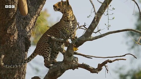 Leopard Risks Death For Lunch | Planet Earth 2 | BBC Earth 🌎🌍