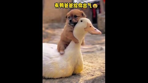 @@ Duck and puppy play ##