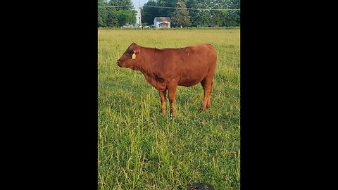 Some beautiful pureblood South Poll heifers for your farm.