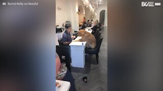 Il cane che vuole a tutti i costi una pedicure!