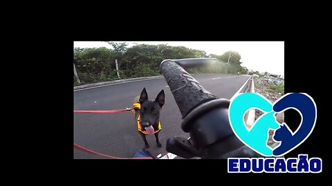 MOTO & CACHORRO ??!! EVOLUÇÃO DO TREINO DE REATIVIDADE EM RELAÇÃO AS MOTOS