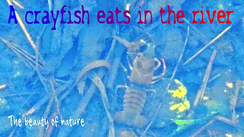 A crayfish eats in the river / a very beautiful creature in the river.