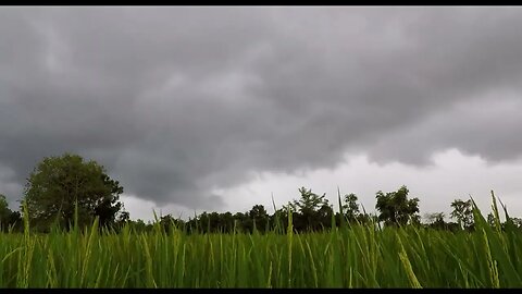 the natural charm of the rice fields | Pesona alam pesawahan #shorts