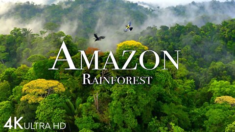 Amazon 4k - The World’s Largest Tropical Rainforest | Jungle Sounds | Scenic Relaxation Film