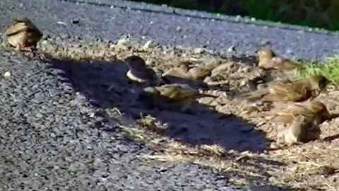 IECV NV #57 - 👀 House Sparrows Having Fun Taking A Dirt Bath 7-6-2014