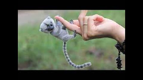 Cutest Exotic Animals In The World