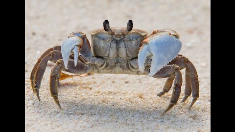 The world's largest crab vs 3 dogs. How much strength is in such a beast