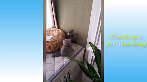 Funny Videos Animals