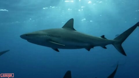 The dumping of cocaine in the ocean near Florida has the potential to have abnormal effects if shark