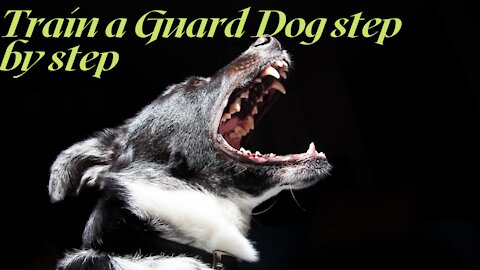 GUARD OR PROTECTIVE DOG TRAINING : STEP BY STEP