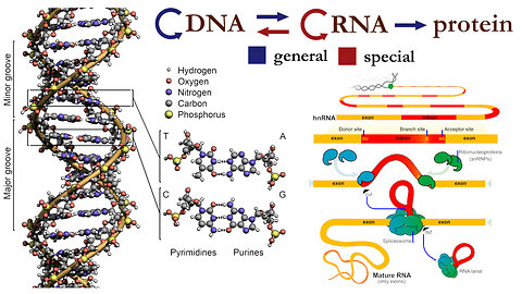 DNA, RNA, Gene Expression, and the Central Dogma of Molecular Biology