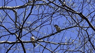 Wood Ducks