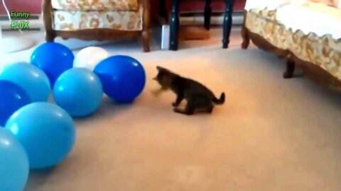 Funny Cats vs Balloons Compilation HD