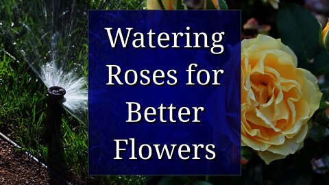 Watering Roses for Better Flowers