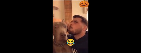 Best Funny Animal Videos of the year (2024), funniest animals ever. relaxh cute animals video PT : 3