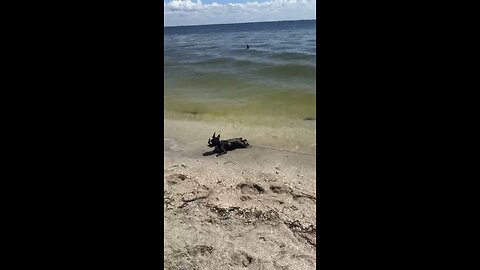 Hercules in Heaven at Fort Desoto Dog Beach | 4K