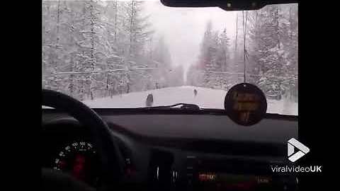 Driver captures wild wolves running ahead of his car