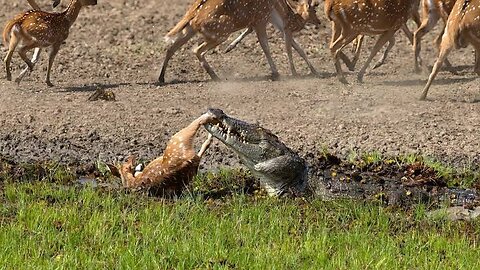 Crocodile attacks deer vs Hippo