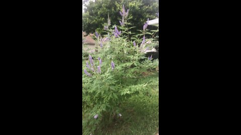 Vitex Chaste berry harvest progesterone naturally