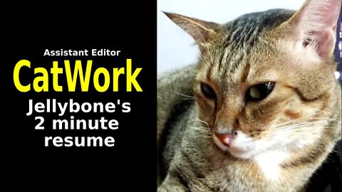 Jellybone's Catwork - a 2 minute resume