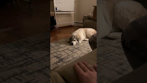 Great Pyrenees… they listen so well!