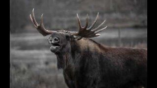 Älg inkräktar på veranda i New Hampshire