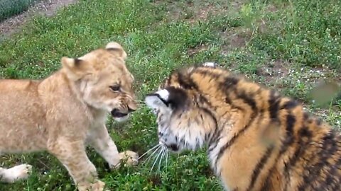 friendship Baby Lion & Tiger playing