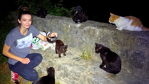 The Hungry Stray Cats Accepted Her as Family - Feeding Stray Cats