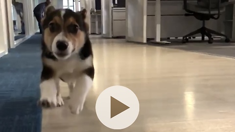 Pork Belly the Corgi Runing