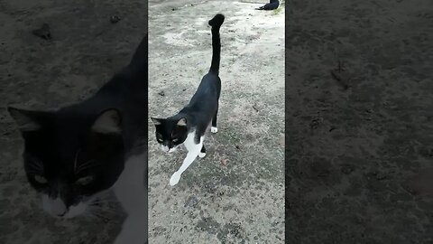 Esse gato tem algo de anormal nele me diz o que é? #shorts